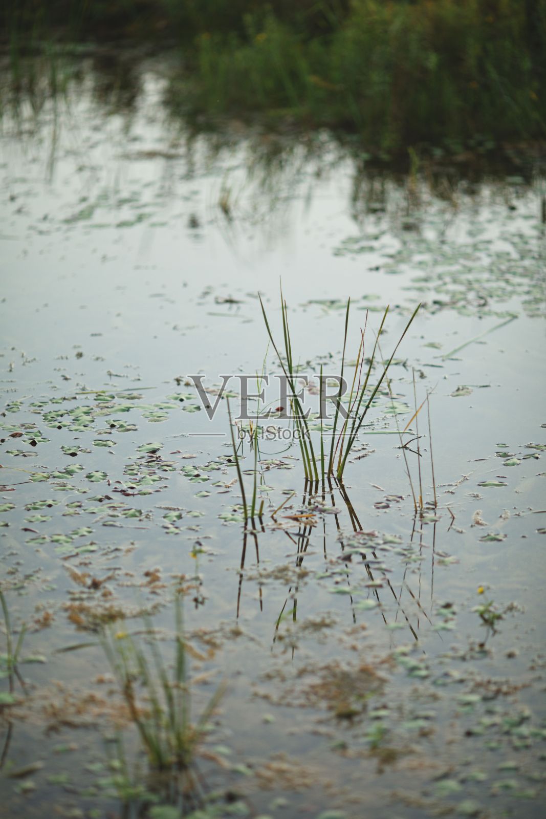 在加拿大安大略省的弗林克保护区，草在水中生长的垂直镜头照片摄影图片