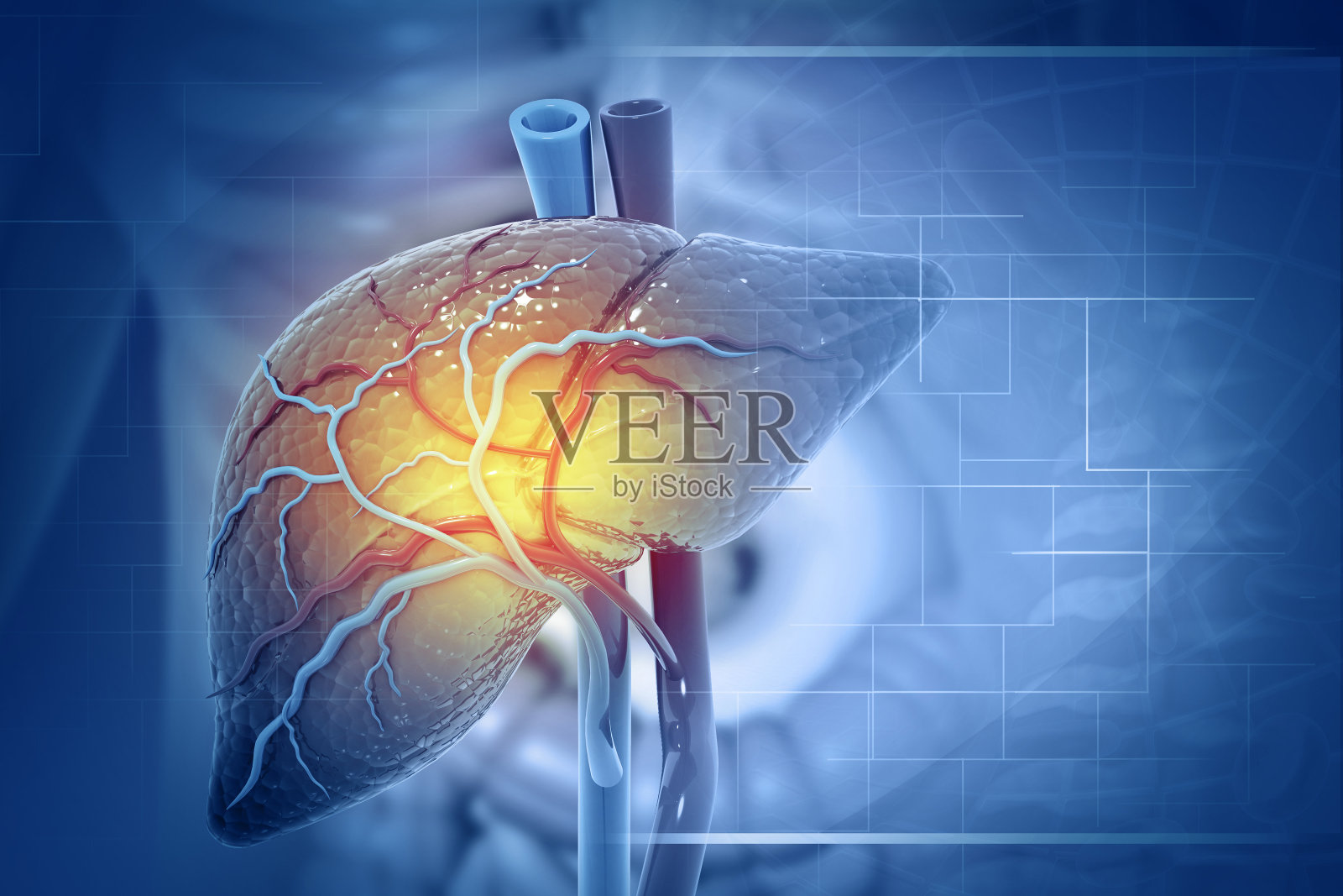 人体肝脏解剖结构，三维插图照片摄影图片