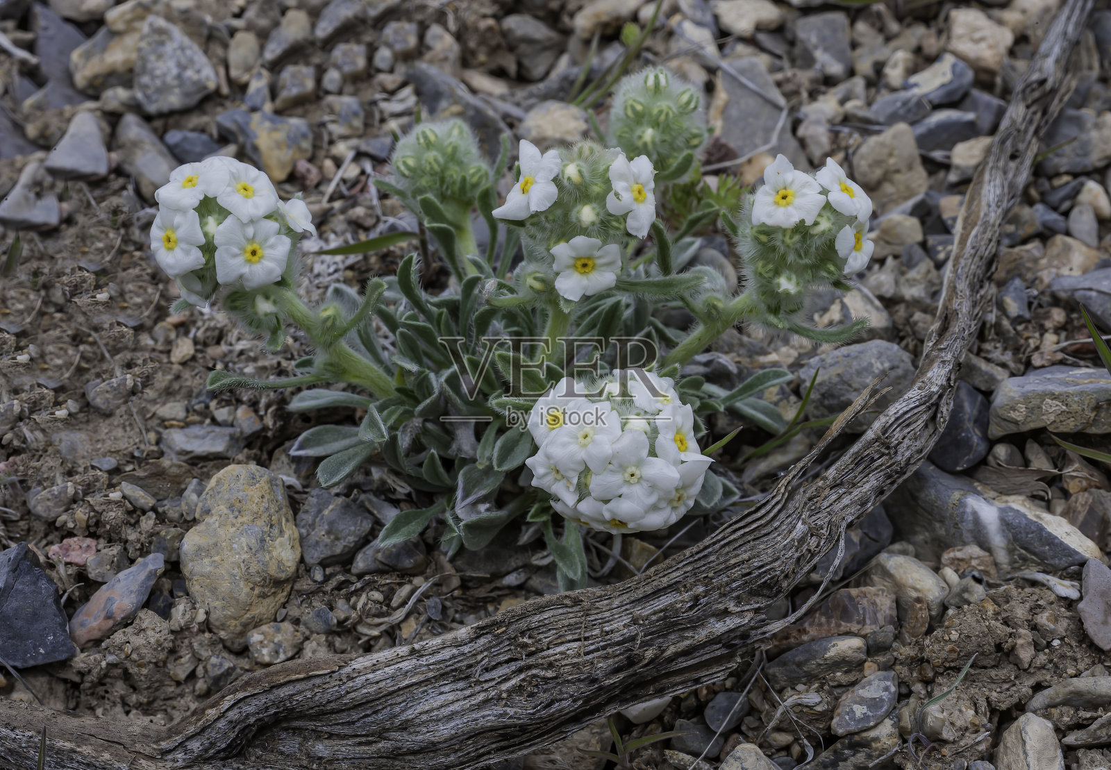 黄眼隐花，黄眼隐花，黄眼隐花;大盆地国家公园;大盆地沙漠。紫草科家族照片摄影图片