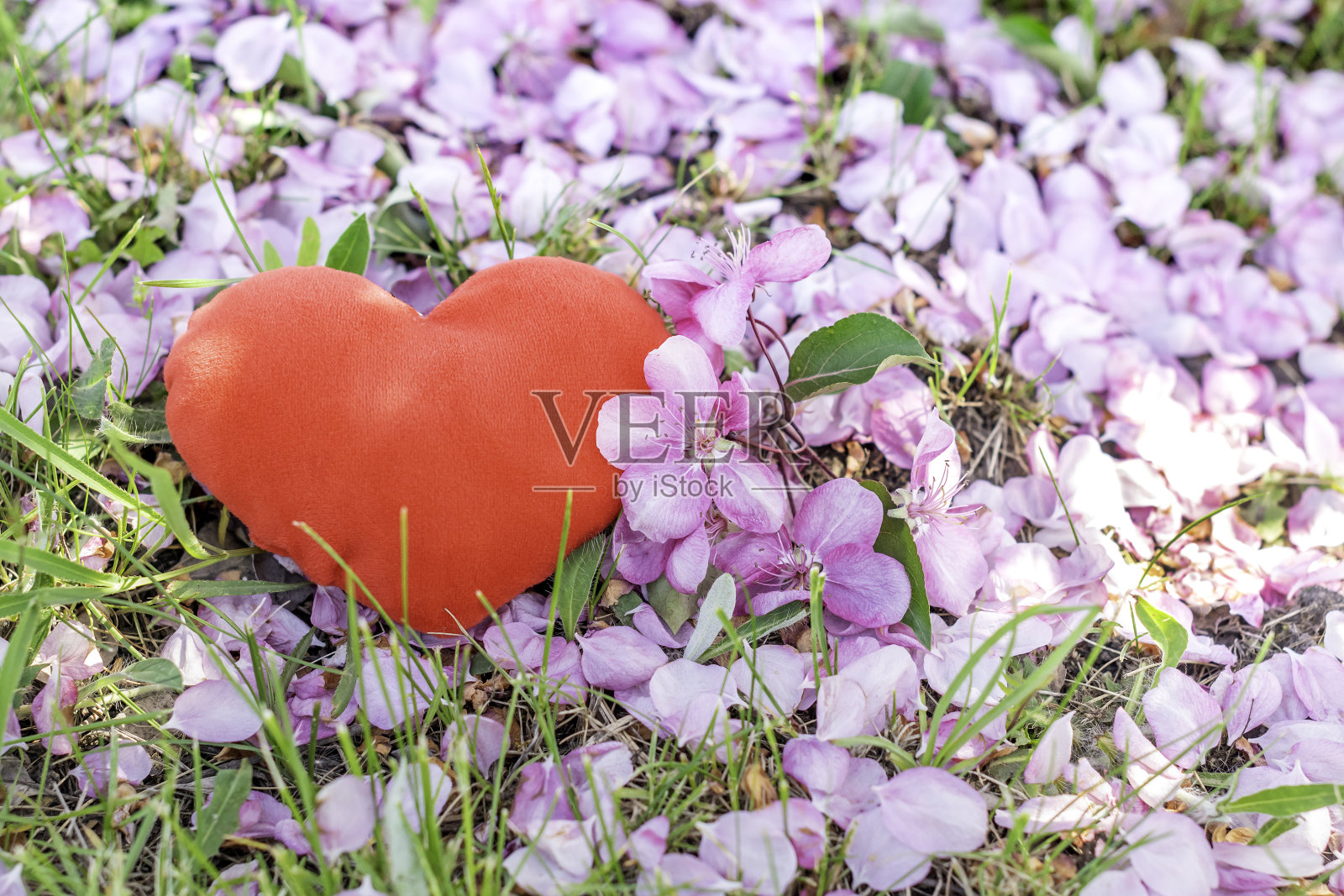 苹果花里的红心。关于爱和关系的概念。情人节概念照片摄影图片