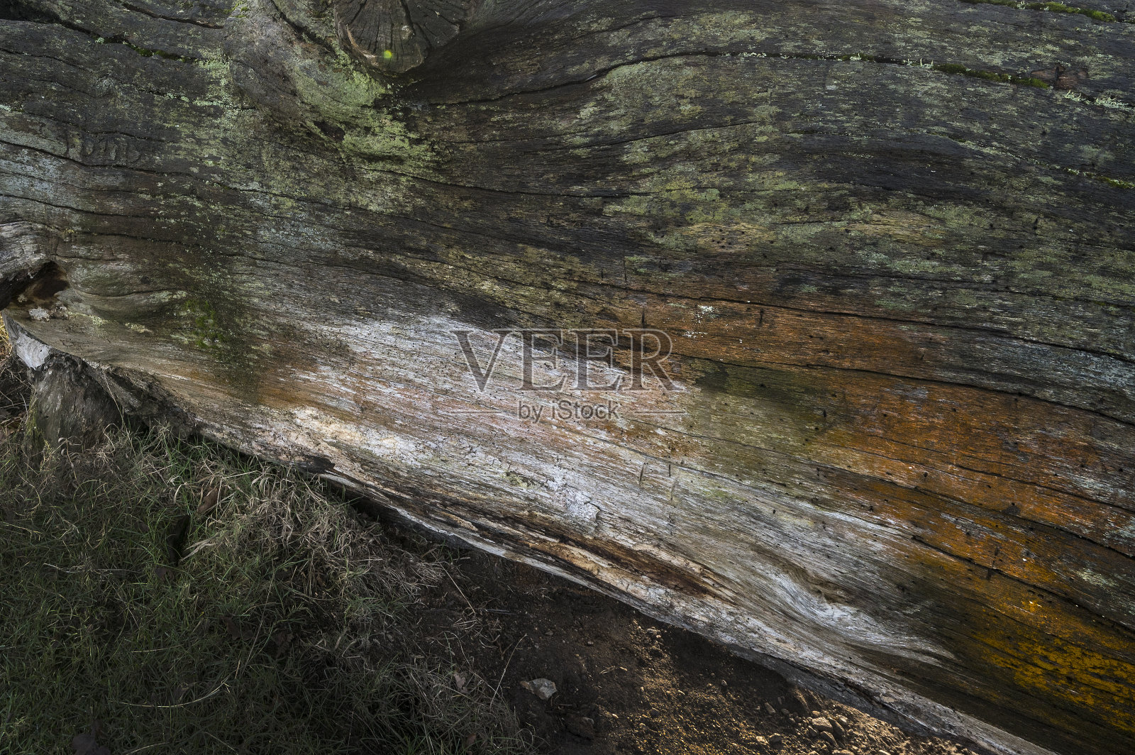 干腐病和蛀虫照片摄影图片