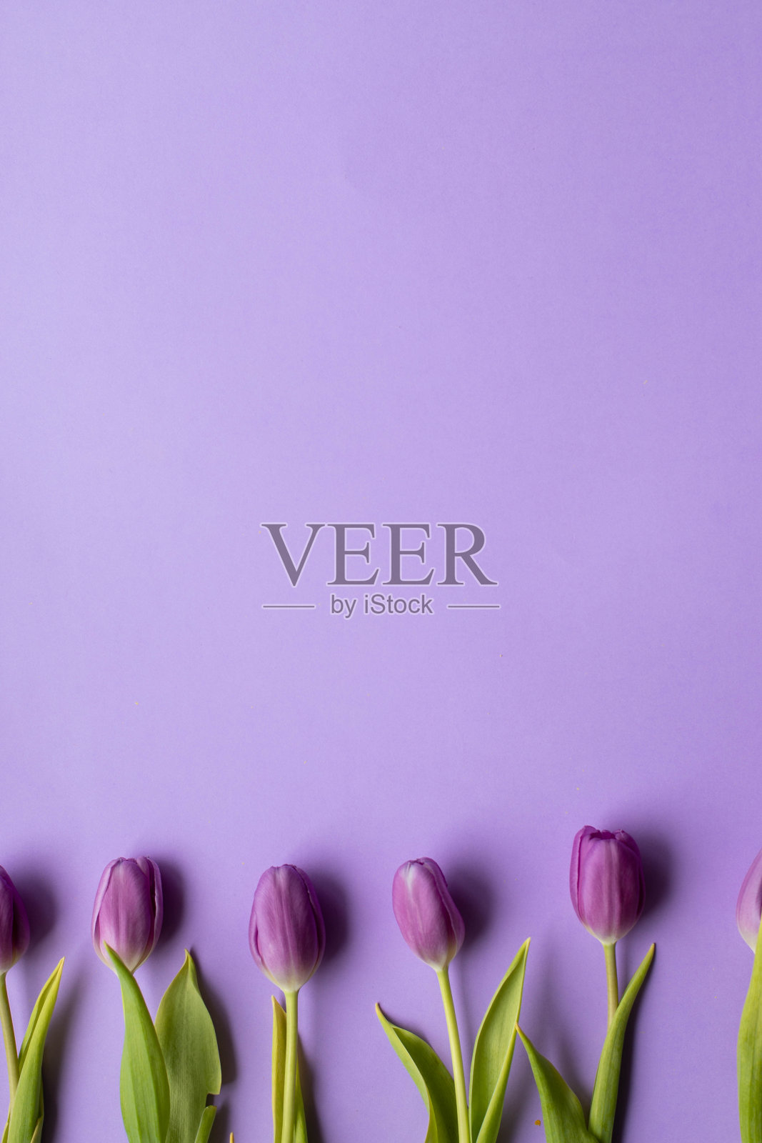 春天新鲜的郁金香紫罗兰为背景的母亲节，情人节贺卡照片摄影图片