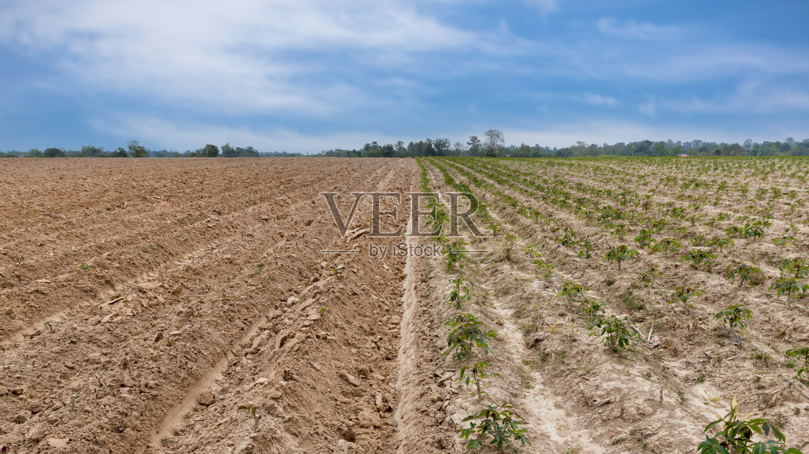 种植前成排的土壤和农村农田成排的木薯幼苗。婴儿木薯或木薯植物农场模式在耕地准备。照片摄影图片