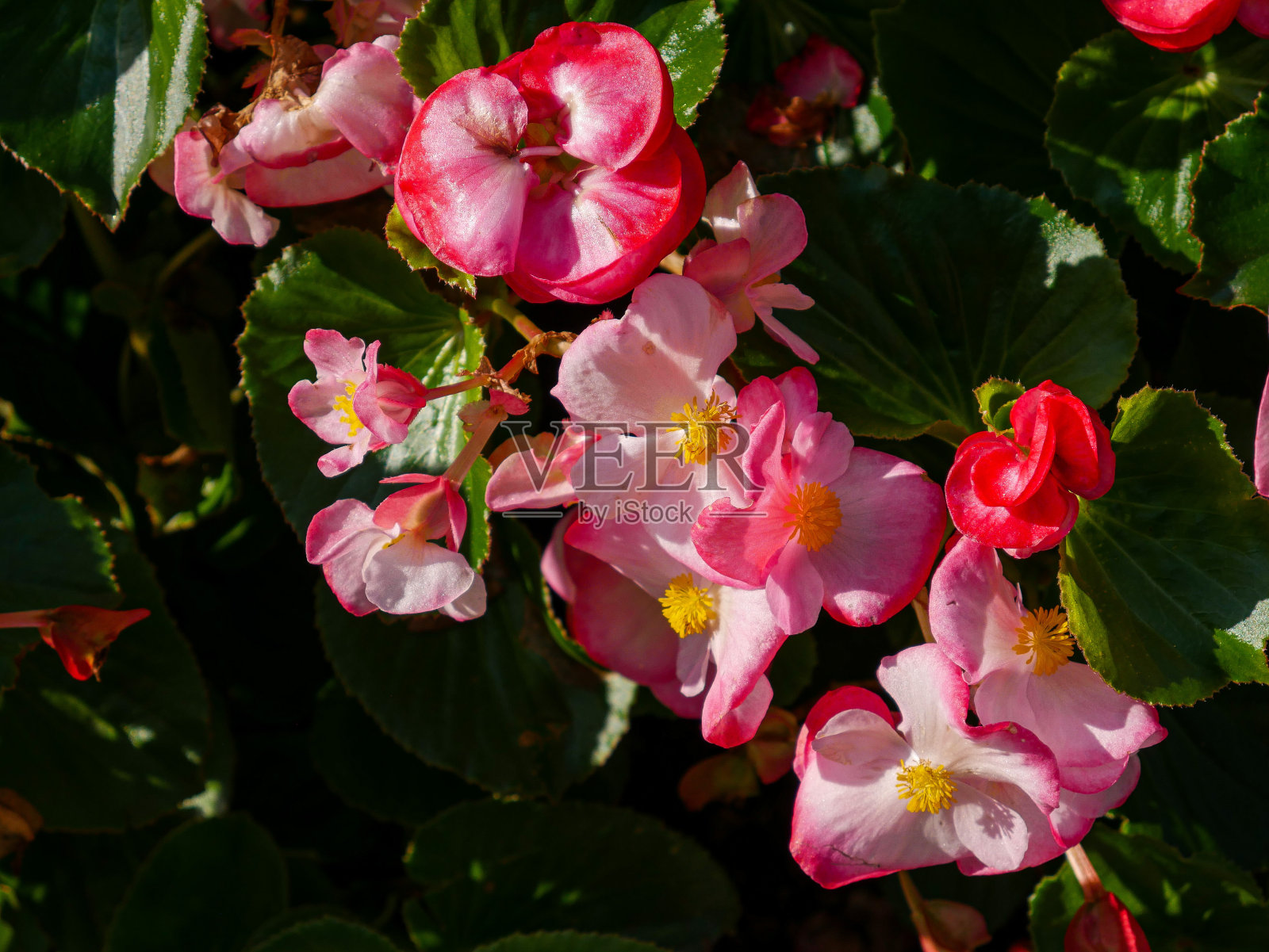 Cute Small Flowers (Begonia × semperflorens-cultorum)照片摄影图片