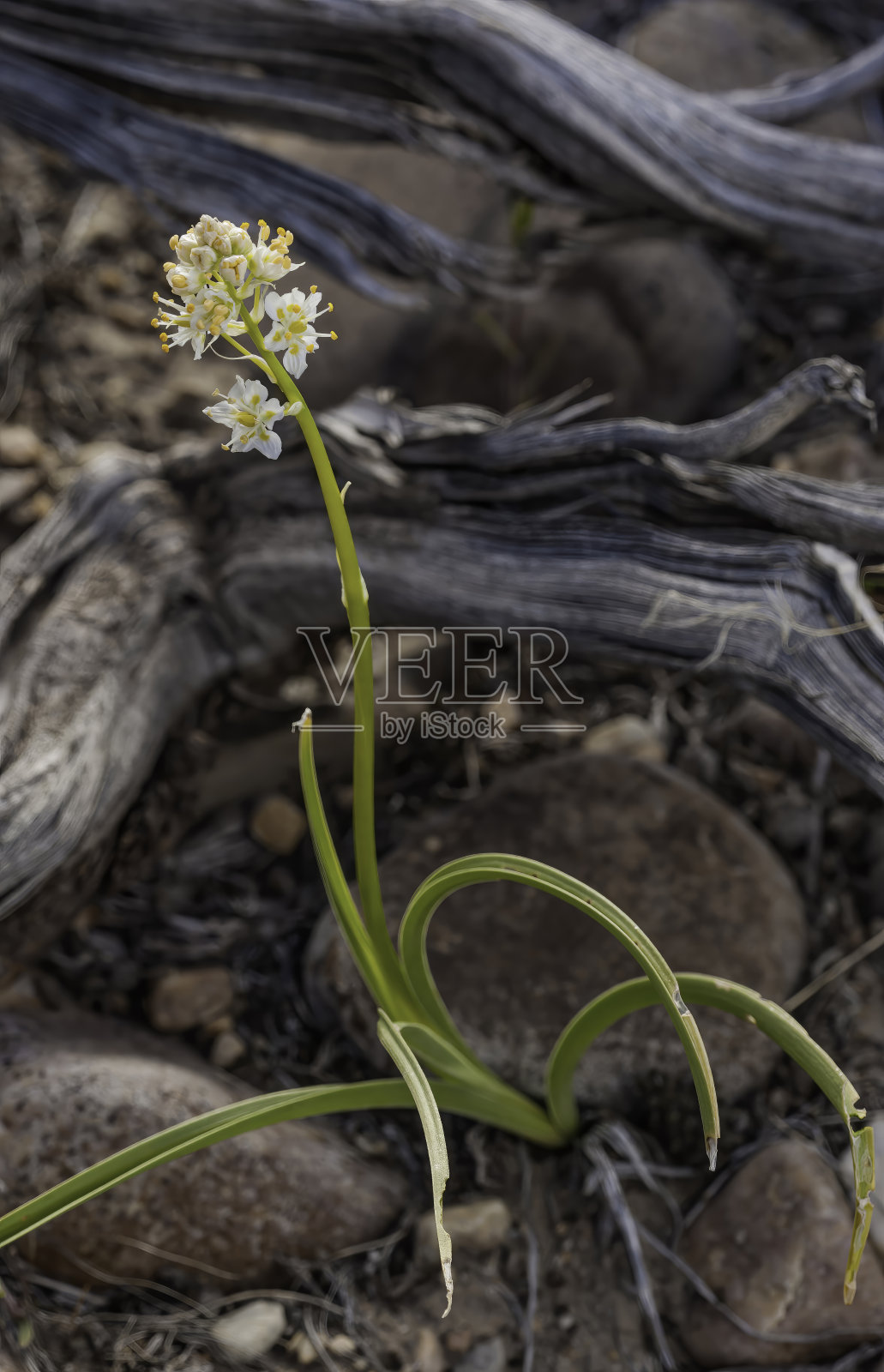 山麓死亡camas, Zigadenus paniculatum，大盆地国家公园，内华达州。大盆地沙漠。Melanthiaceae家庭照片摄影图片