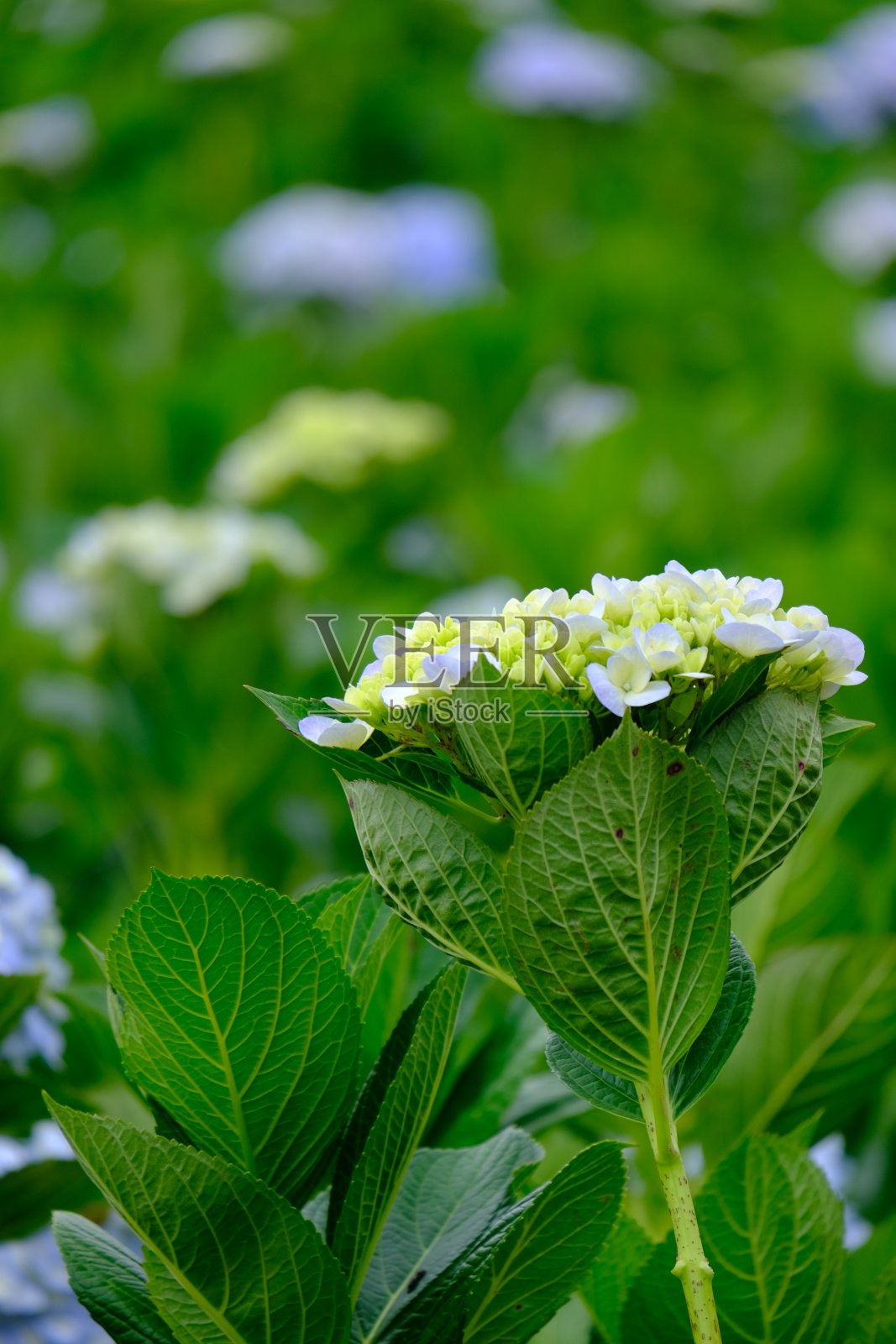 花照片摄影图片