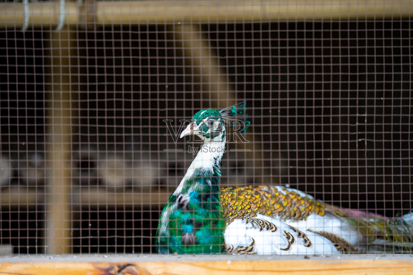 明亮的孔雀头是一个令人惊叹的景象。羽毛的鲜艳色彩和复杂细节清晰可见，展示了这只令人惊叹的鸟的美丽和威严照片摄影图片