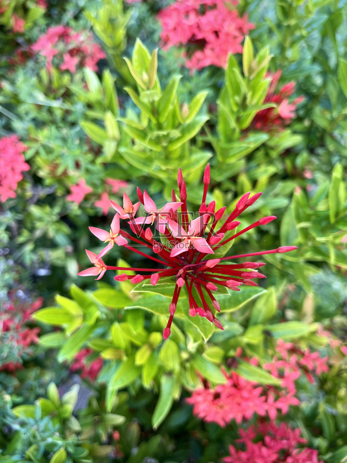 热带花卉照片摄影图片