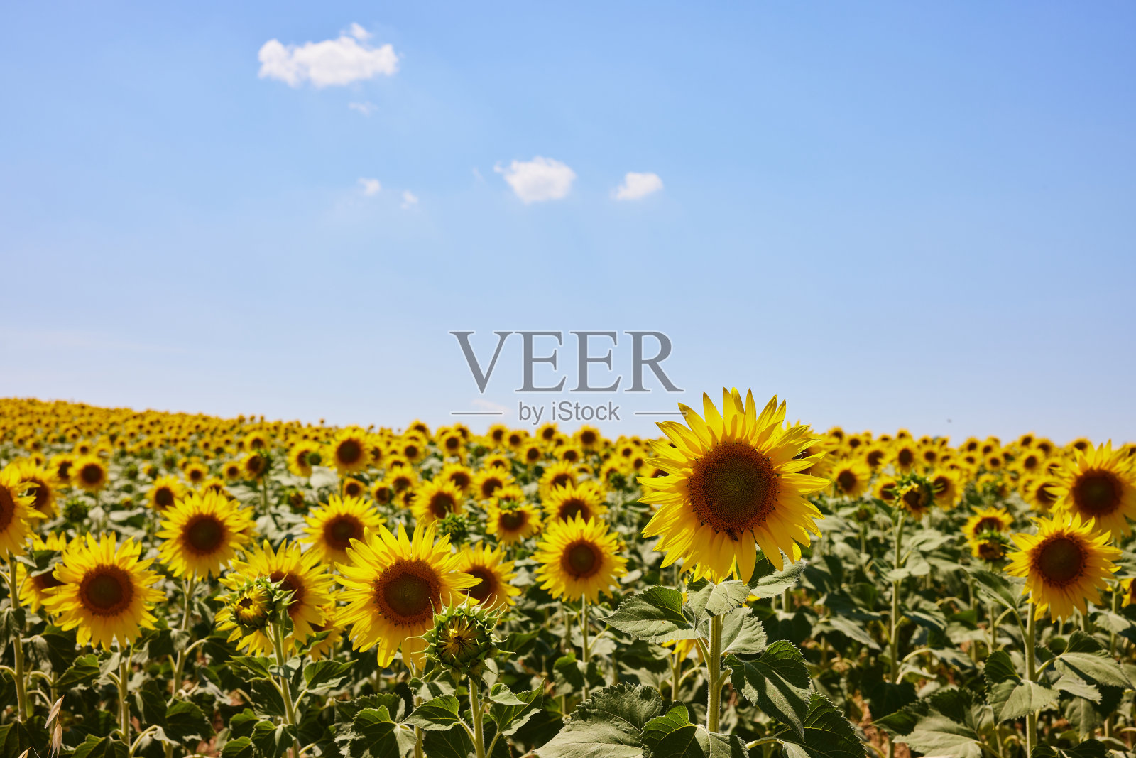 向日葵在天空的映衬下绽放照片摄影图片