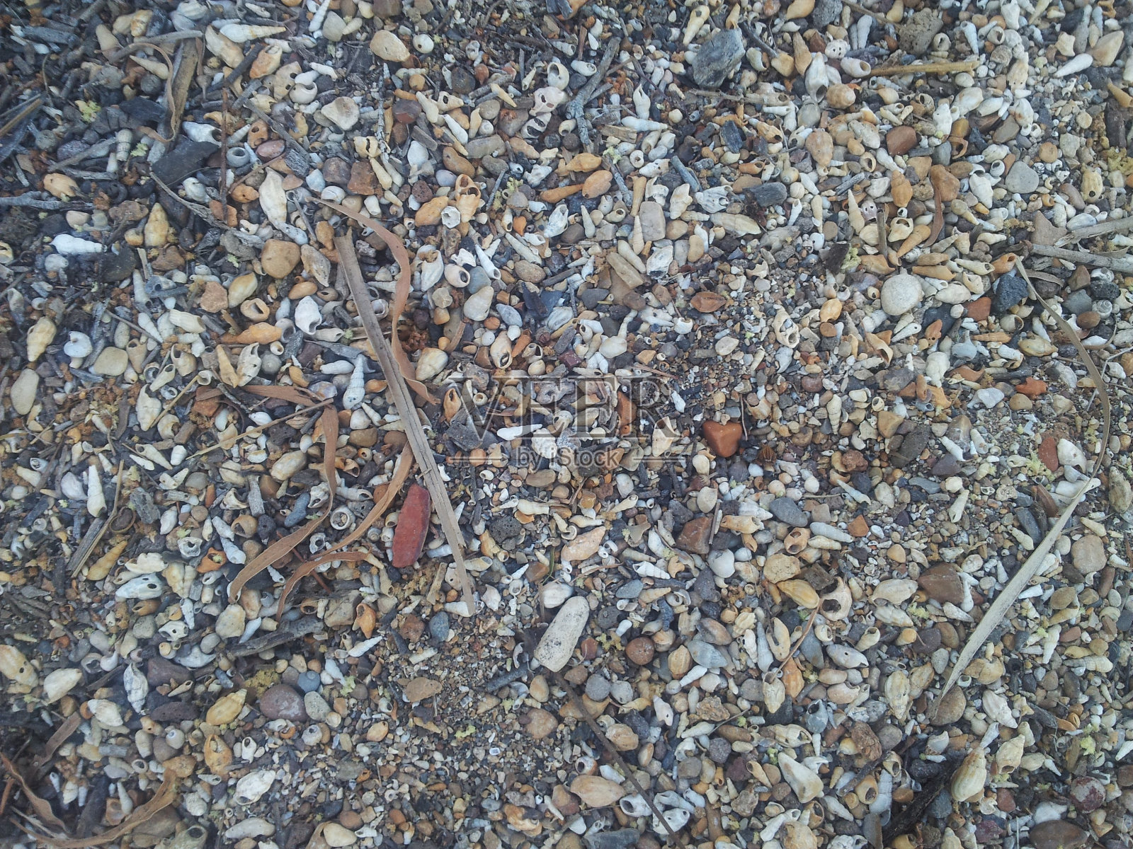 加利利海的贝壳照片摄影图片