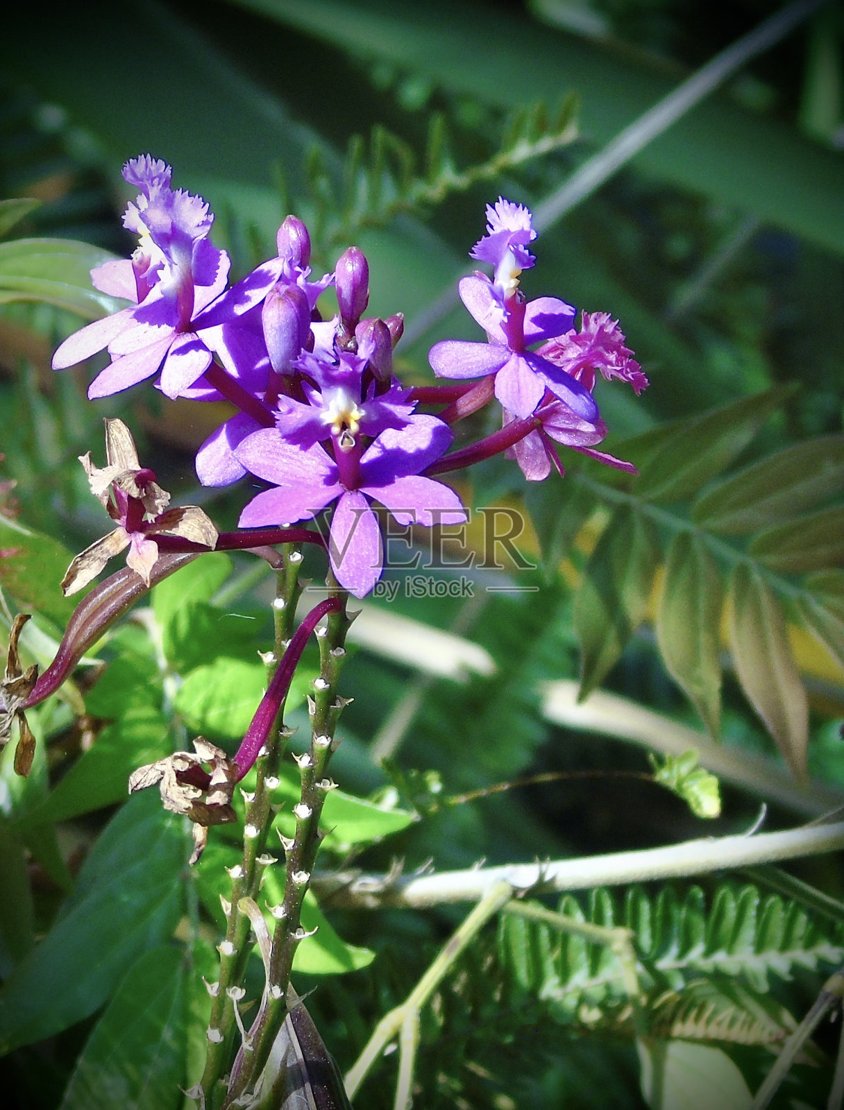 一种紫罗兰色的十字兰花(epidendrum secundum)生长在阳光下。照片摄影图片