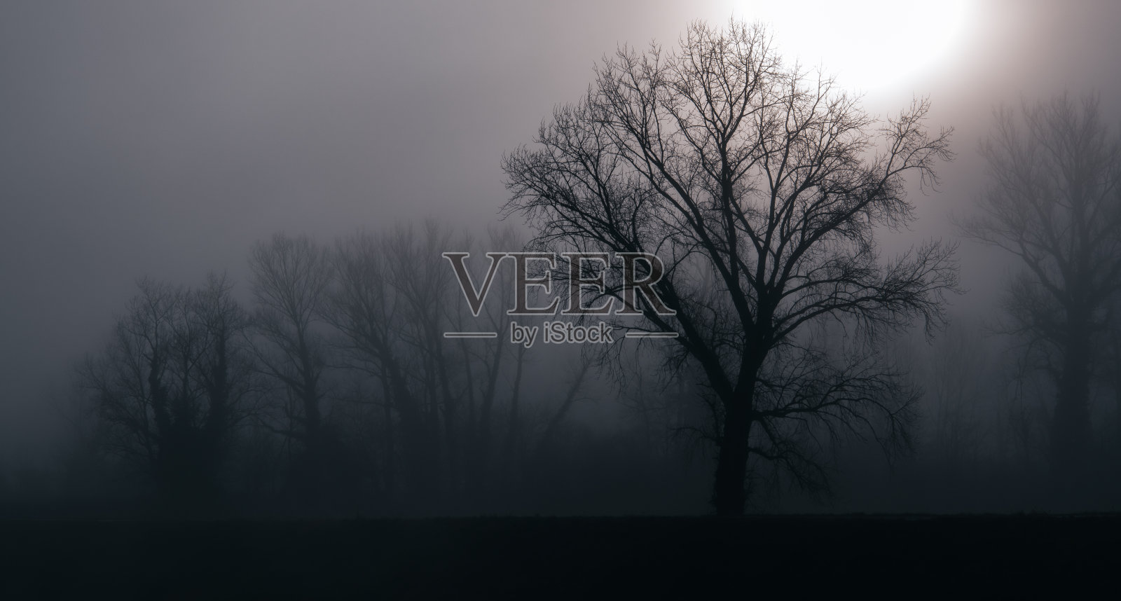 光秃秃的树木映衬着朦胧的风景照片摄影图片