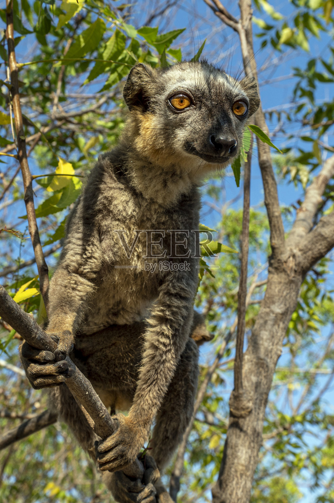 白头狐猴，马达加斯加自然照片摄影图片