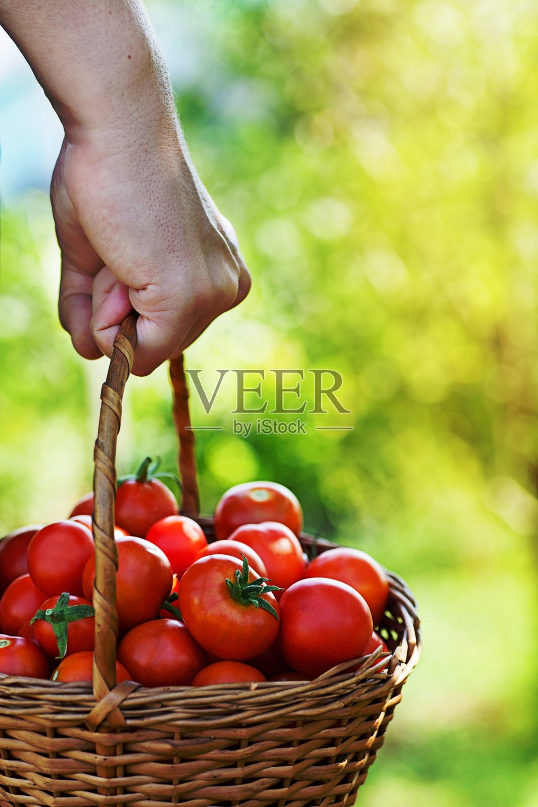 番茄收获照片摄影图片