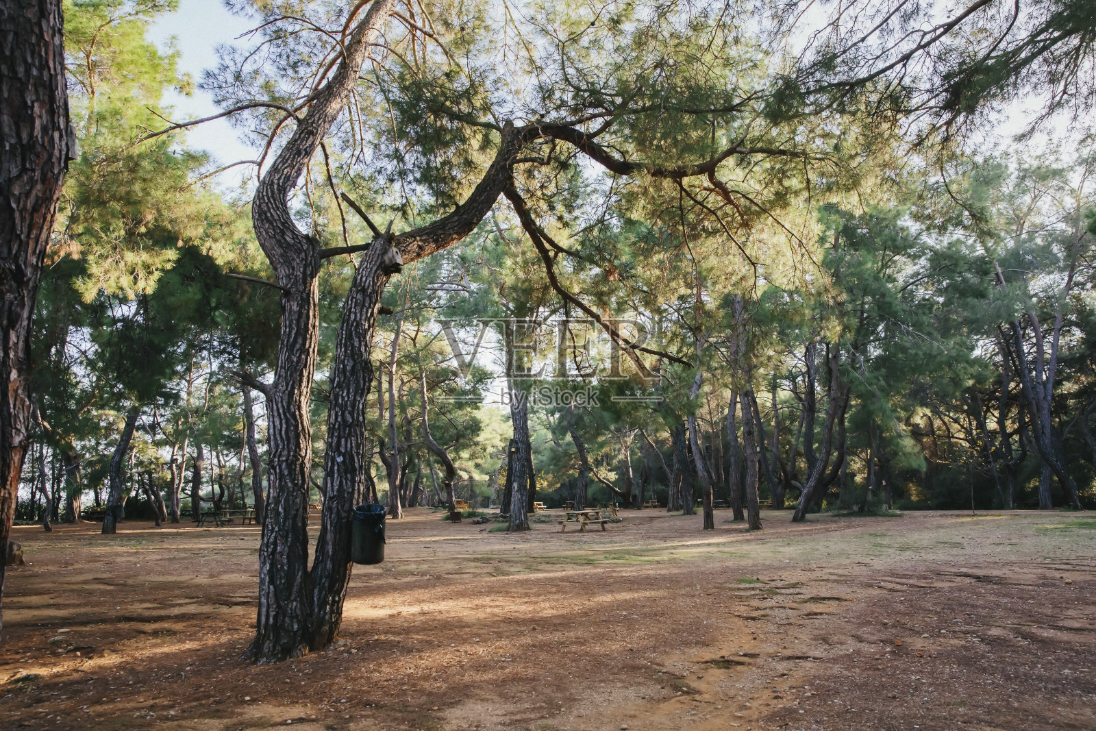 森林里的垃圾桶，野餐区。垃圾问题，环境污染观念。照片摄影图片