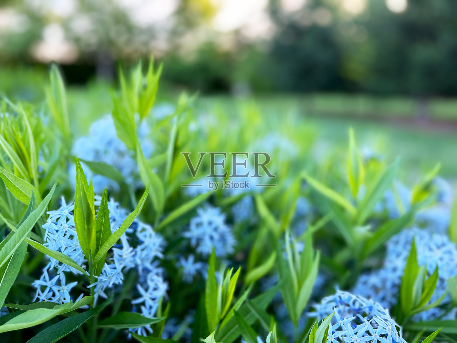 盛开的蓝蓝照片摄影图片