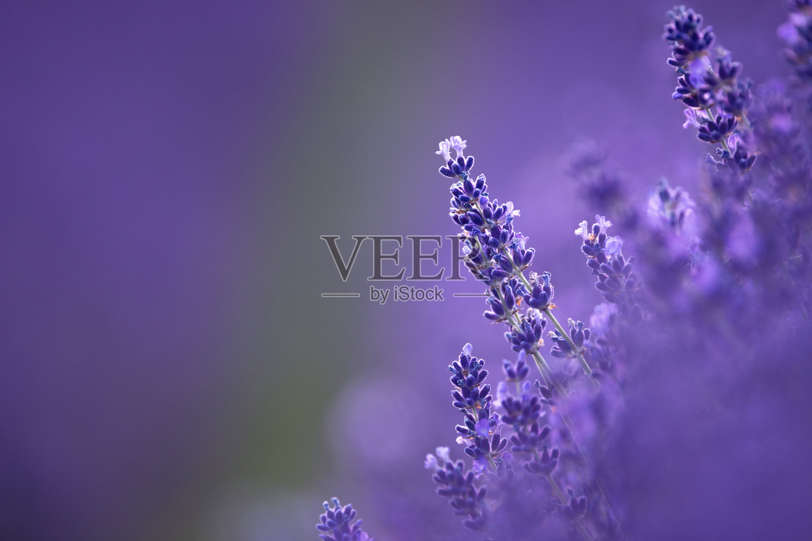 薰衣草特写照片摄影图片