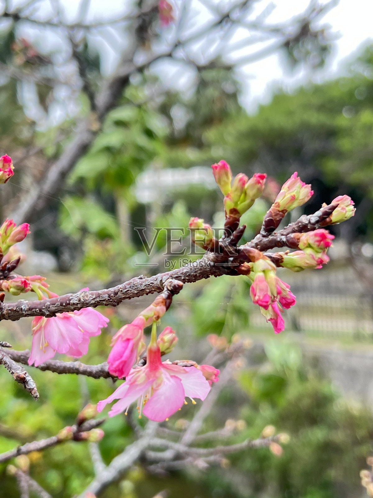 樱花盛开在冲绳那霸瑜伽公园照片摄影图片