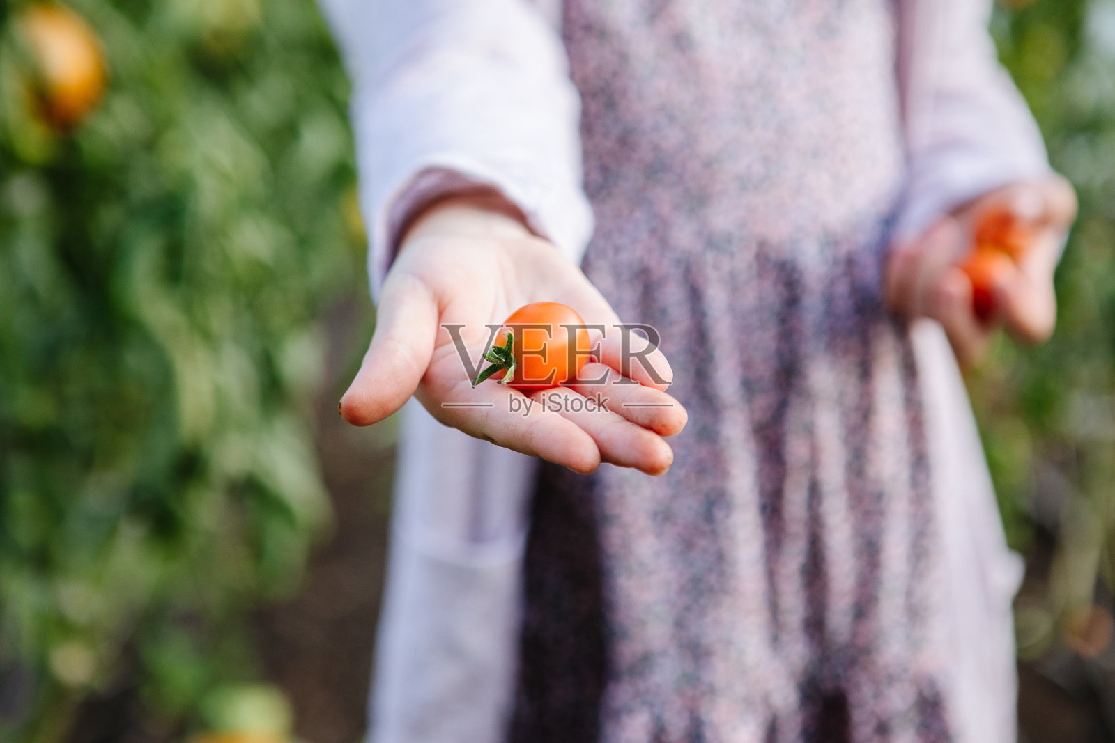 番茄在手照片摄影图片