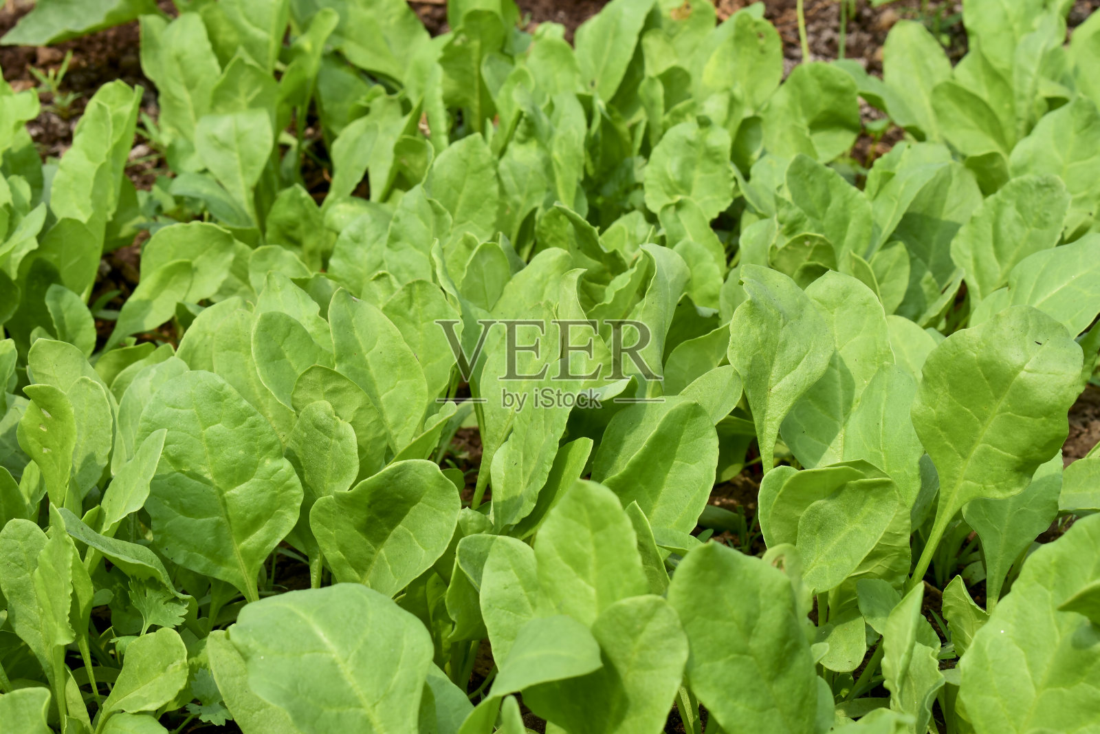 生长在印度蔬菜农场花园里的绿色菠菜照片摄影图片