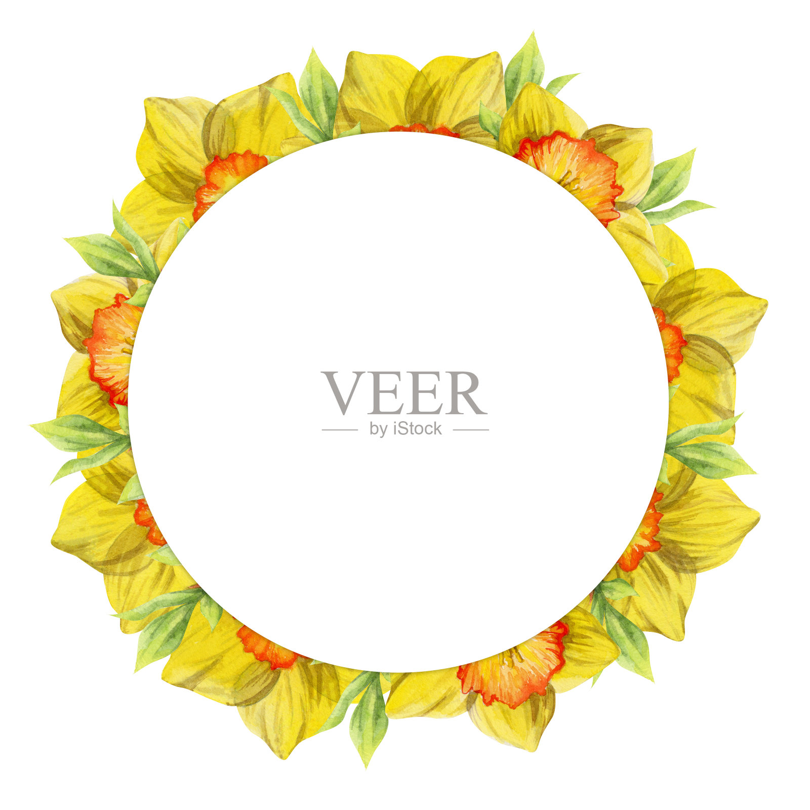水彩手绘圈花环与春天的花朵，水仙花，番红花，雪花莲，叶子。孤立在白色背景上。设计邀请，婚礼，贺卡，壁纸，印刷，纺织品。插画图片素材