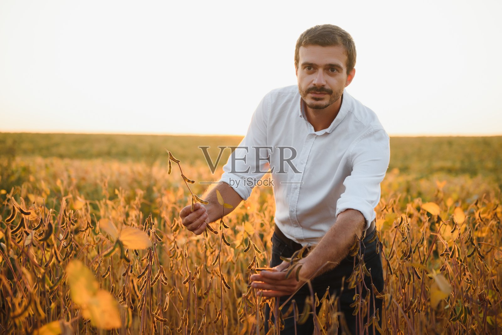 农学家在农田检查大豆作物-农业概念-农民在农场大豆种植园。照片摄影图片