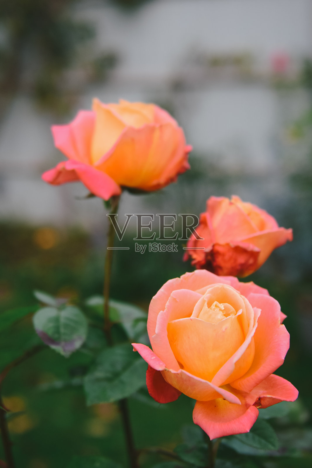 一种橘色珊瑚茶杂交玫瑰照片摄影图片