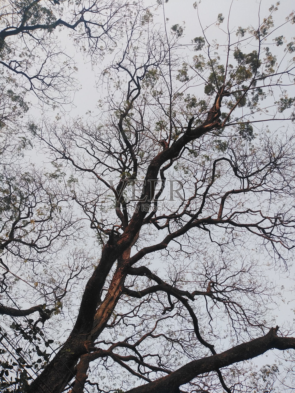 孟加拉国的自然美景照片摄影图片