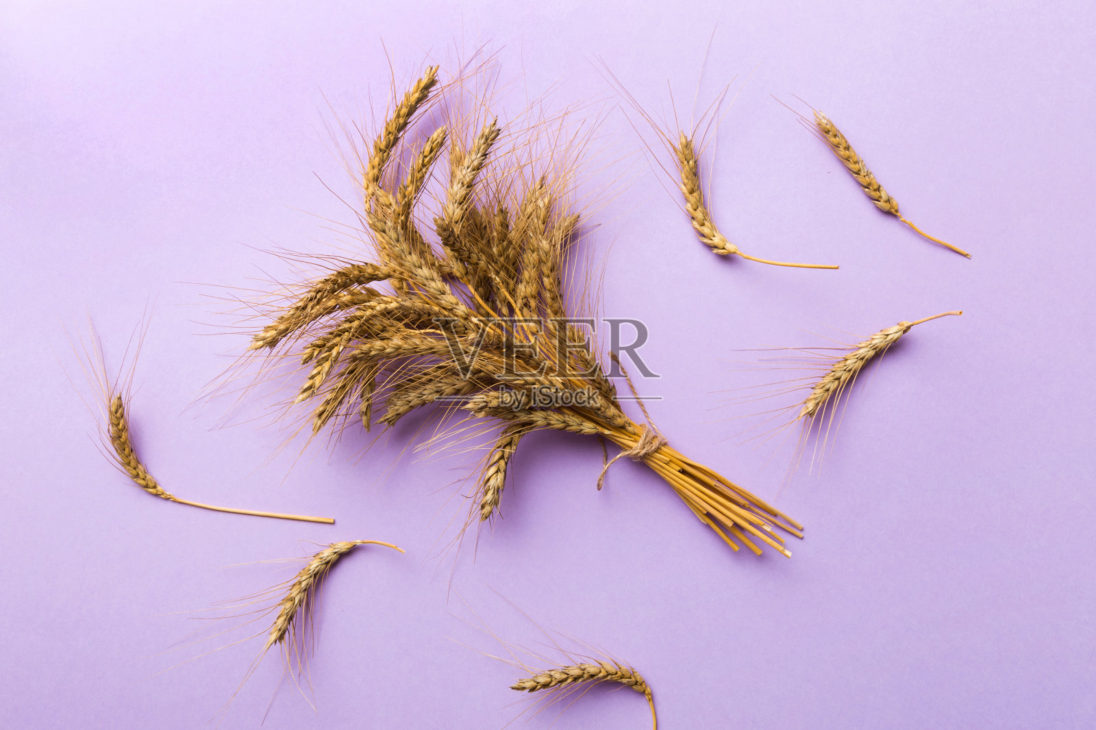 一捆小麦的耳朵关闭和种子在彩色背景。天然谷物植物，收获时间概念。俯视图，平面布局。世界小麦危机照片摄影图片