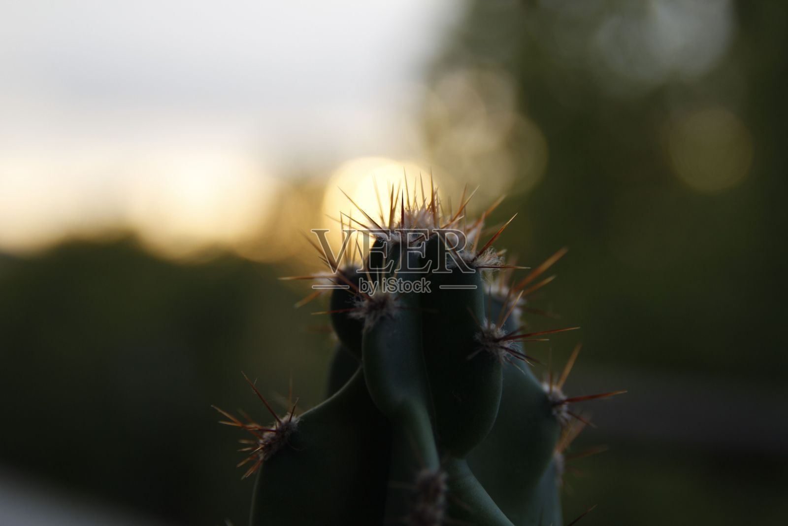 仙人掌与太阳光线的选择性聚焦照片摄影图片