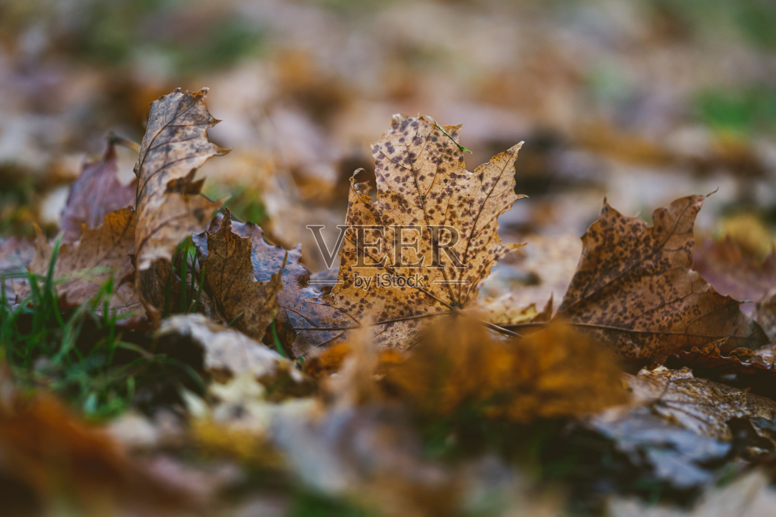 选择性聚焦拍摄秋天的落叶照片摄影图片