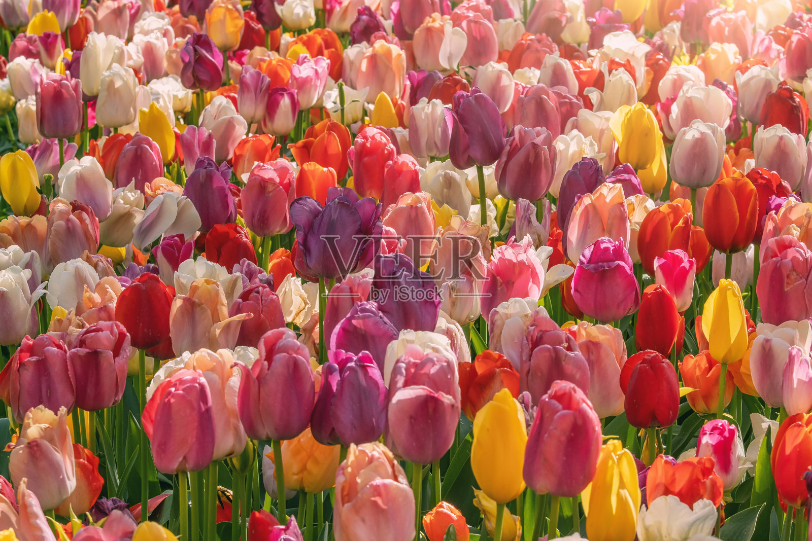 荷兰库肯霍夫花园美丽的郁金香花坛照片摄影图片