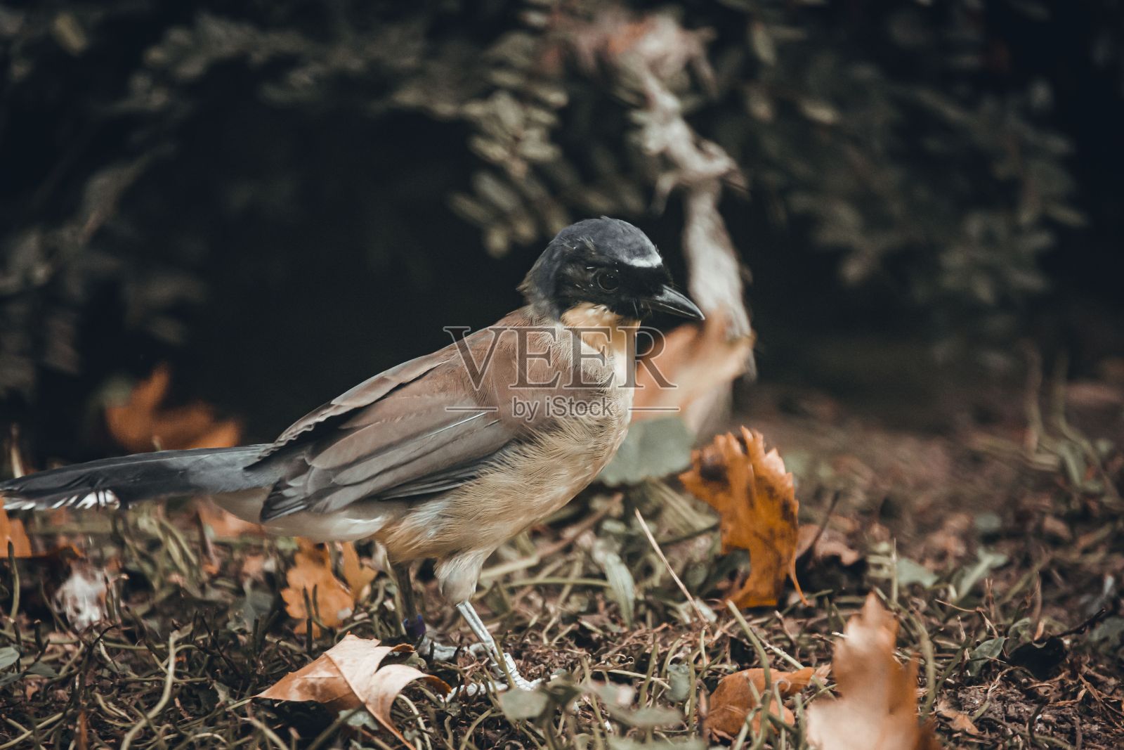 在秋天的树叶中，一只戴兜帽的乌鸦的选择性聚焦镜头照片摄影图片