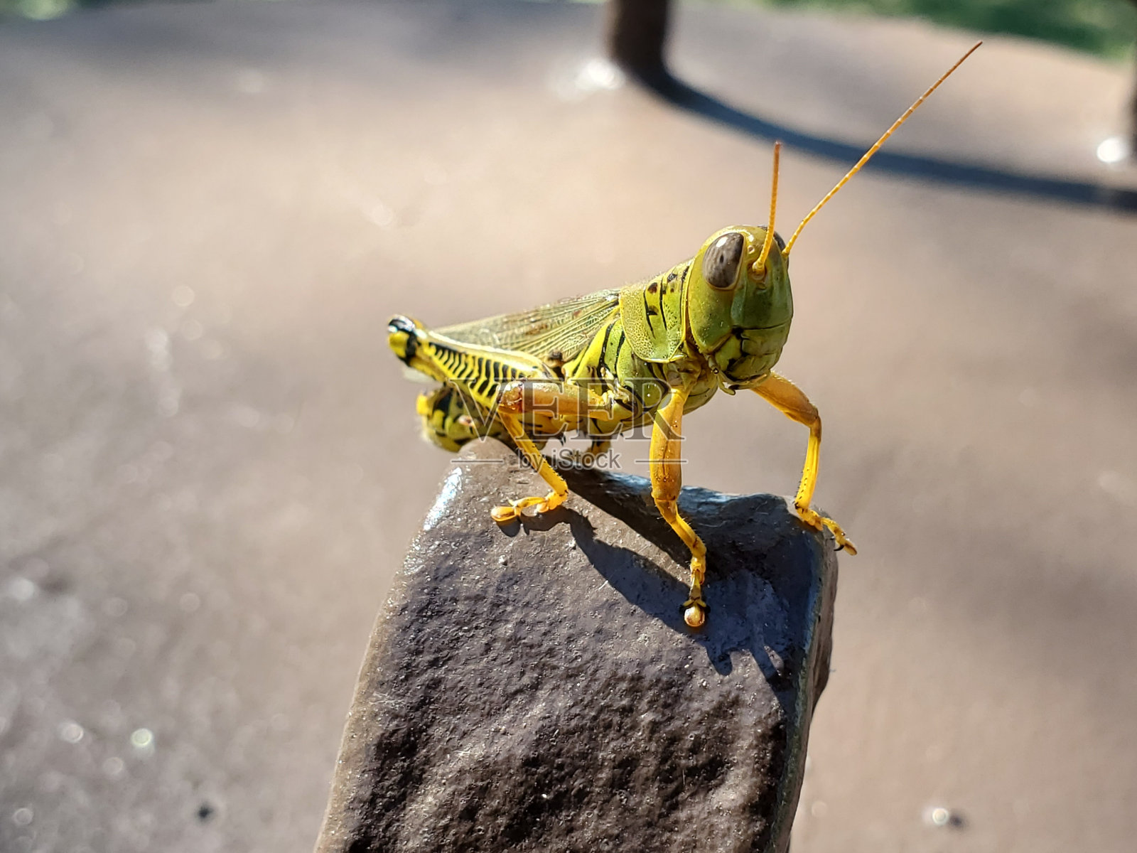 蚱蜢看着相机照片摄影图片