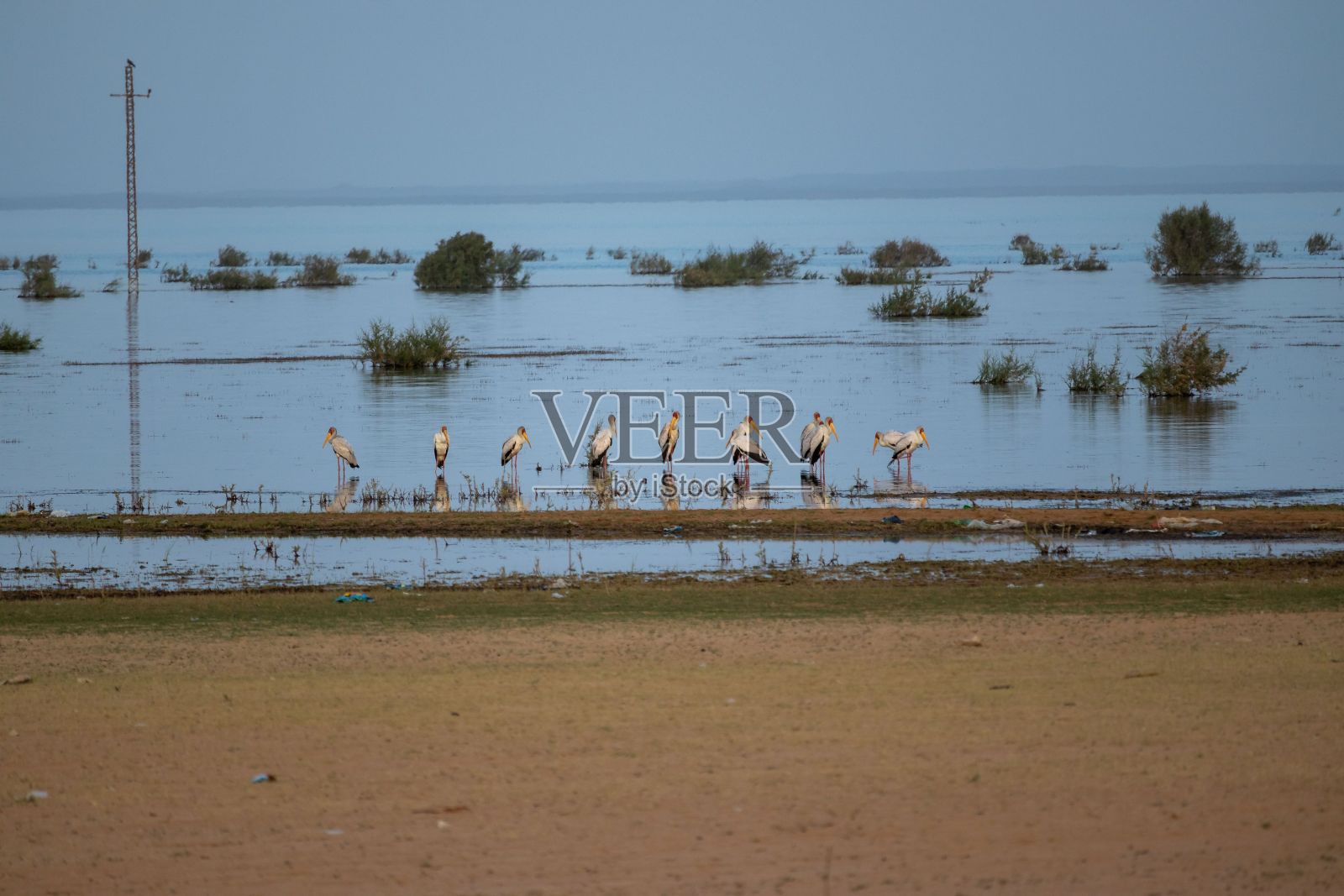 埃及河流中一群苍鹭站在水中照片摄影图片