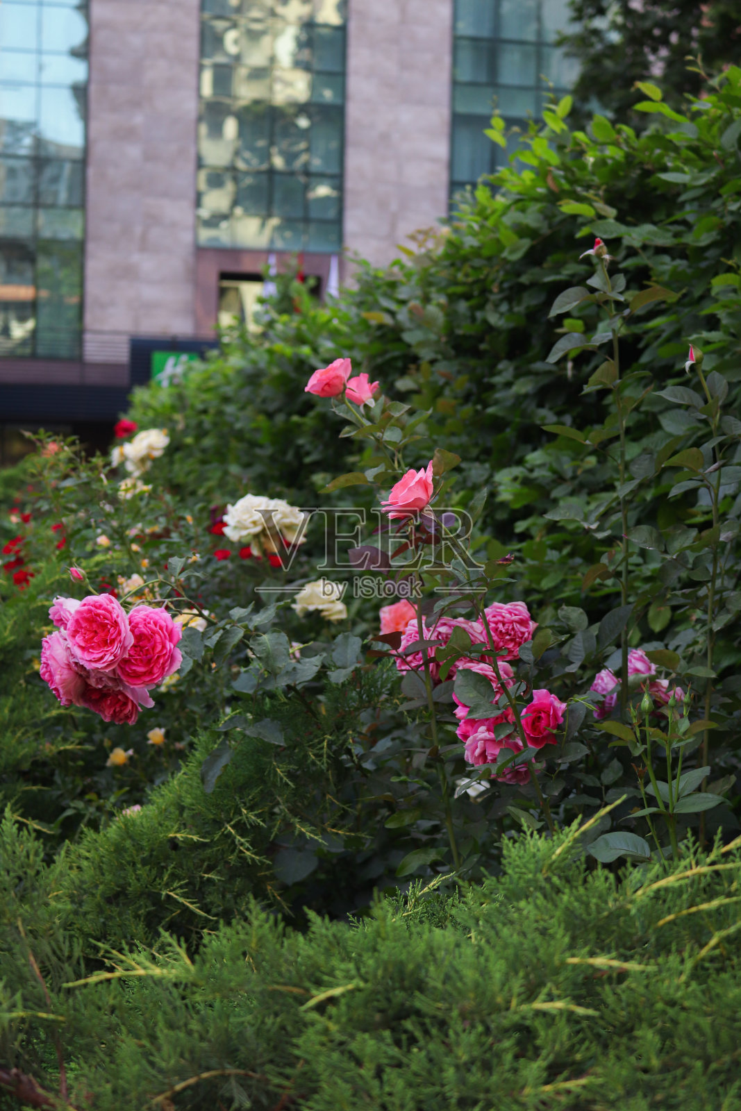 花园里的粉红玫瑰照片摄影图片