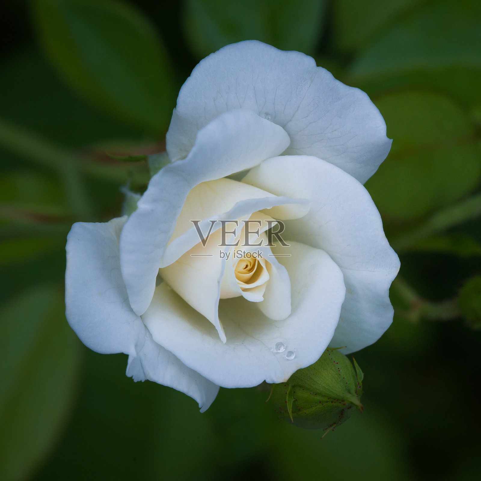 盛开的白玫瑰的特写镜头照片摄影图片