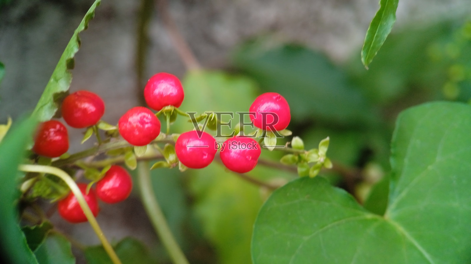 野果如樱桃，出现在灌木丛中照片摄影图片