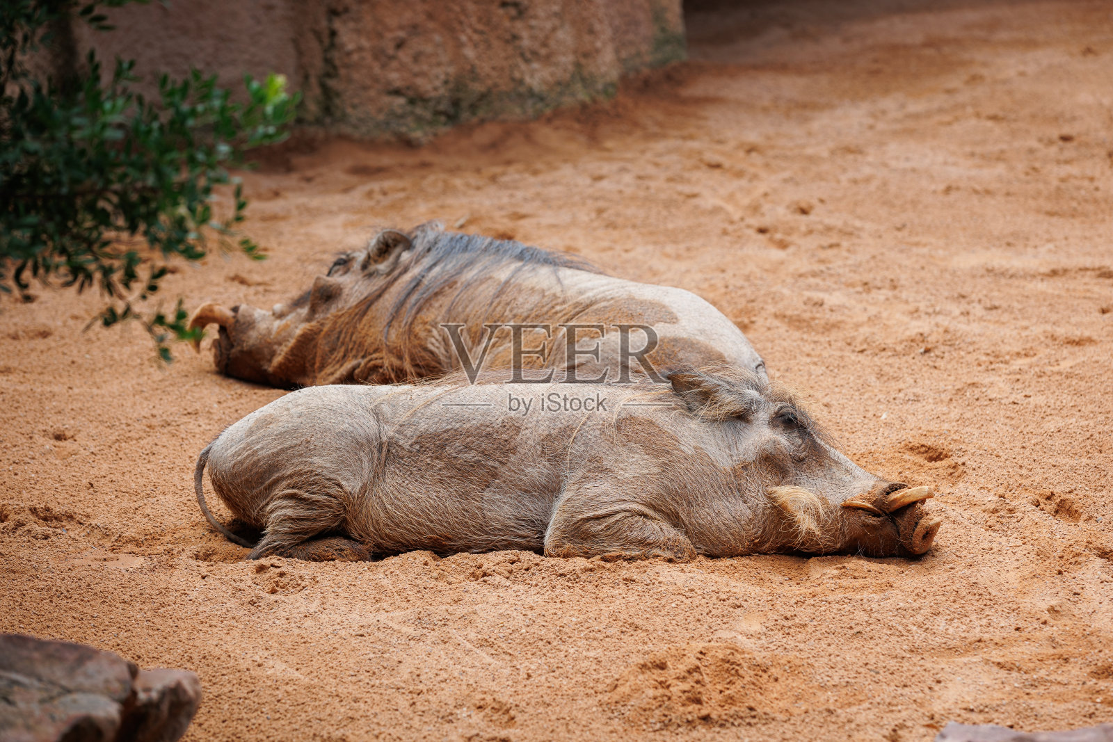 普通疣猪(phacochoerus Africanus)是猪科的野生成员照片摄影图片