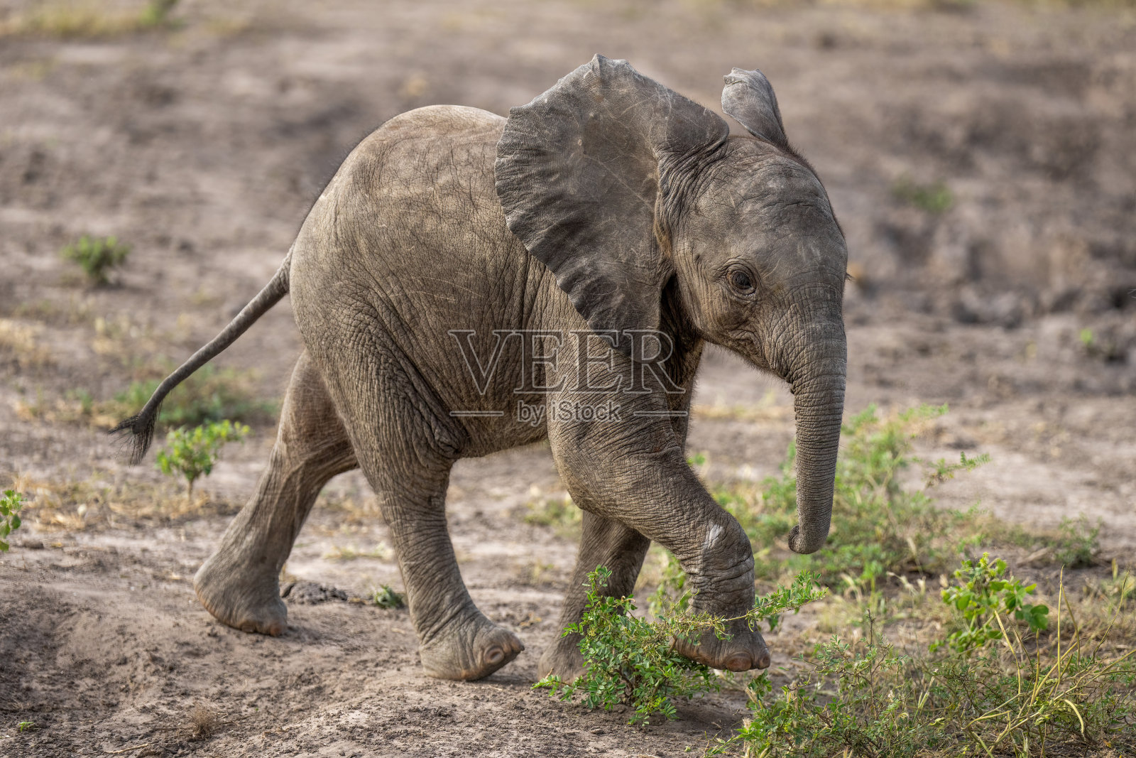 非洲丛林象宝宝踏过灌木丛照片摄影图片