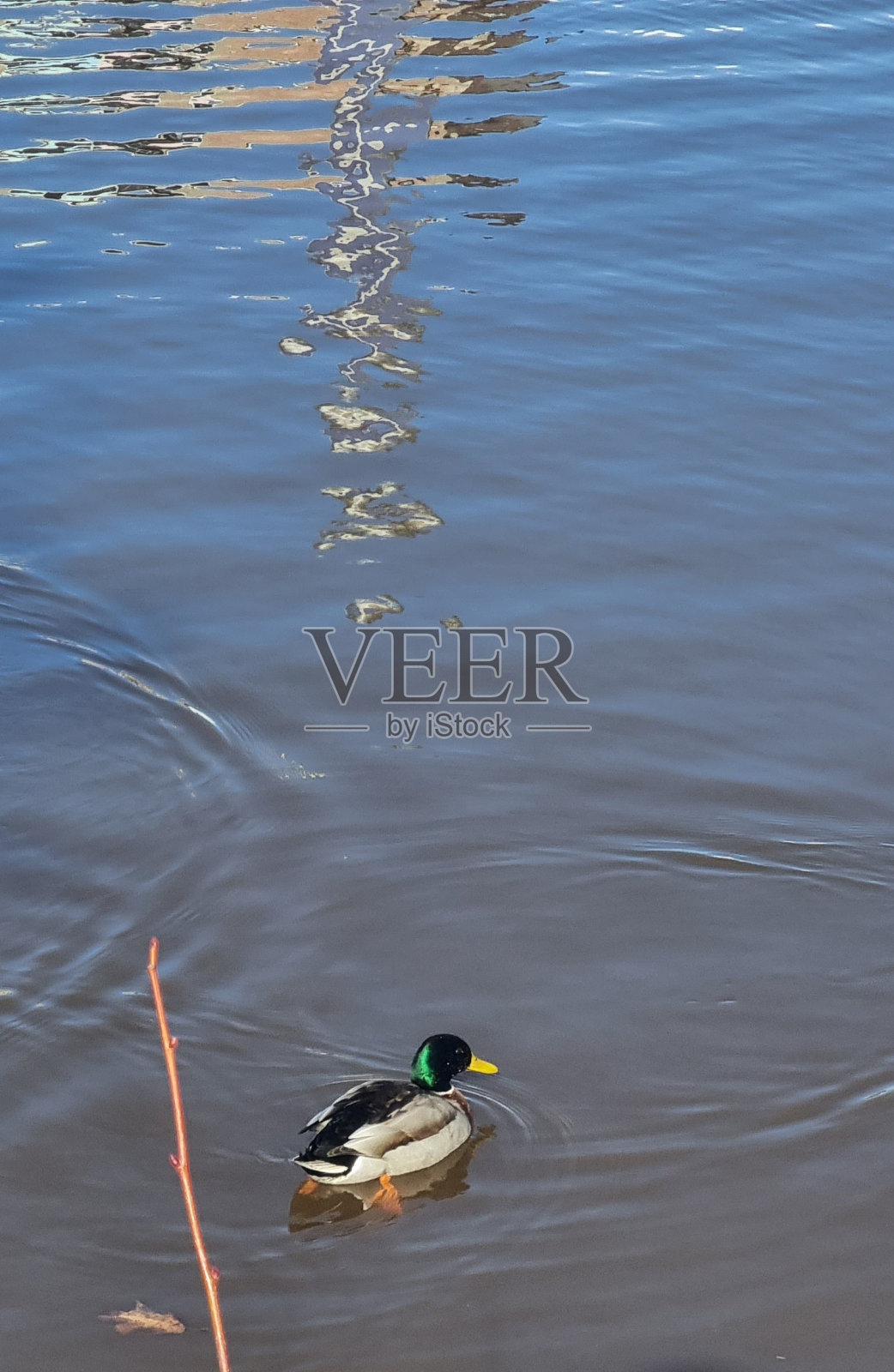 鸭子和鱼照片摄影图片