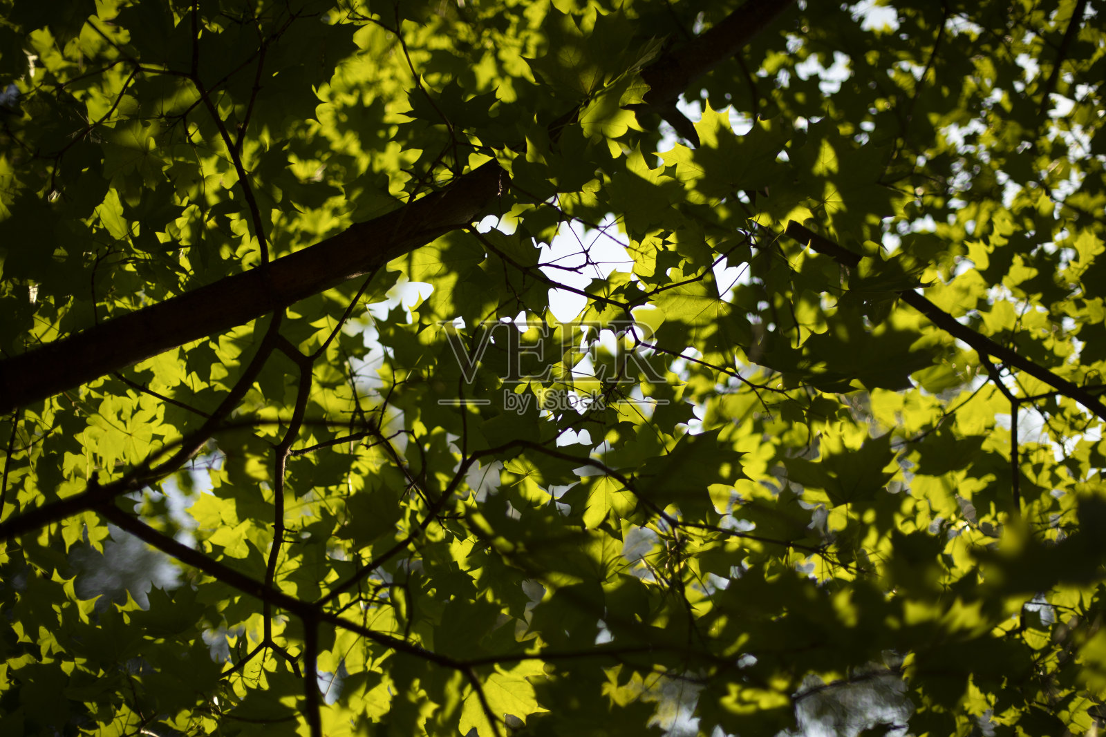 阳光下的橡树叶。叶在腔上的纹理。照片摄影图片