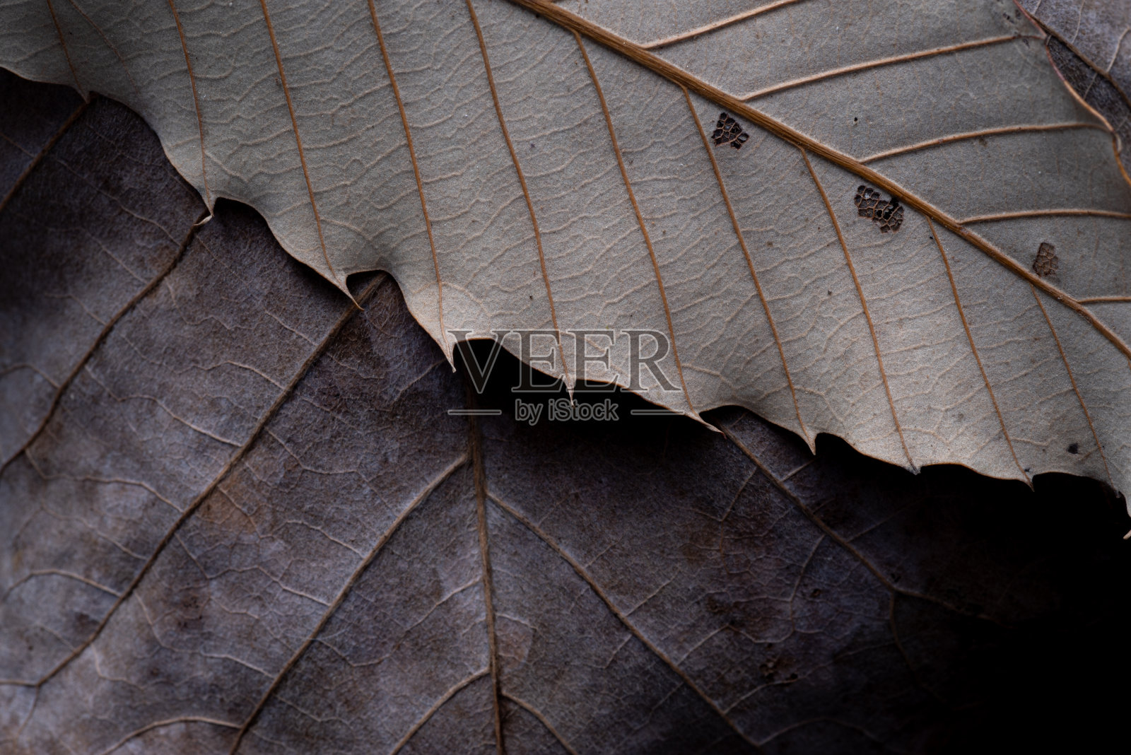 枯叶的叶脉照片摄影图片