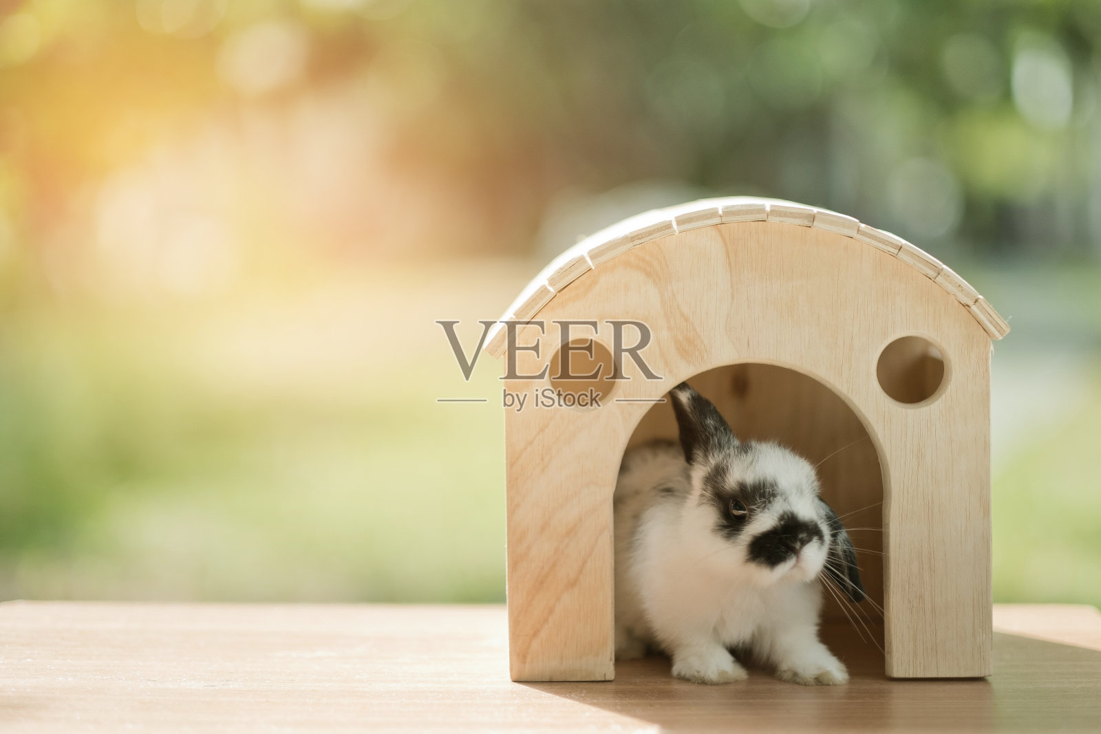 兔子，模糊背景的兔子宠物，动物照片摄影图片