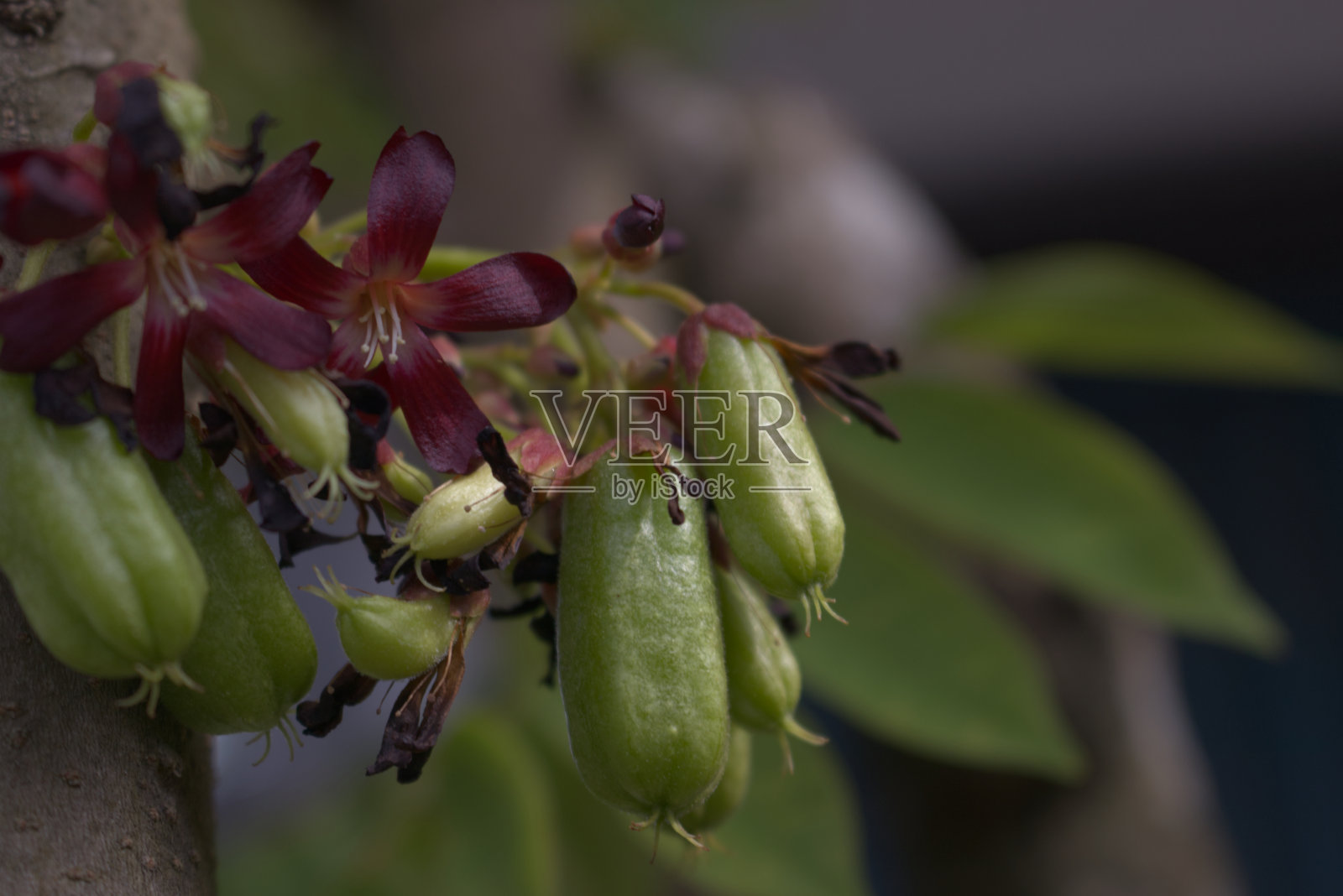 挂在树上的Averrhoa Bilimbi Linn水果照片摄影图片