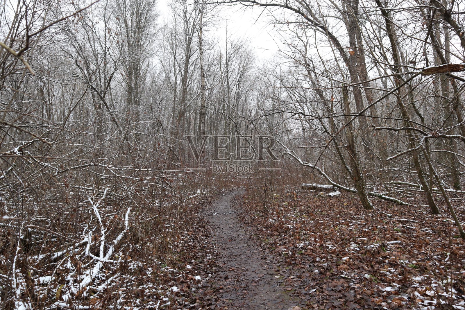 冬林里的小路，冬天的第一天照片摄影图片