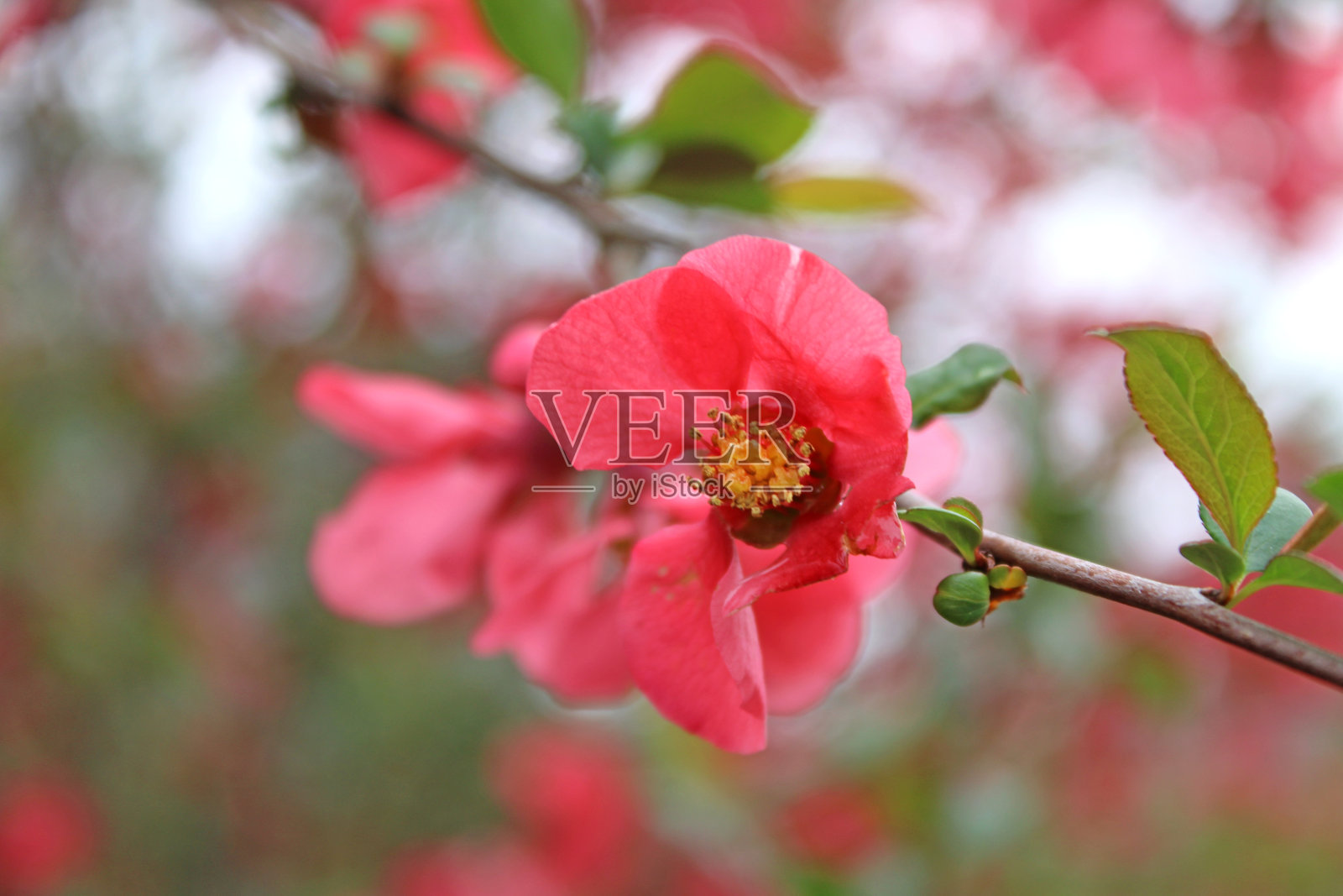 日本木瓜-在春天明亮的粉红色开花灌木照片摄影图片