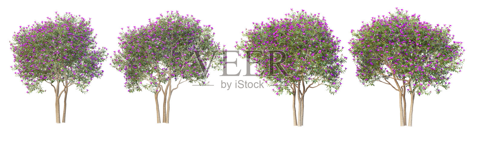 这棵树的白色背景上有花照片摄影图片