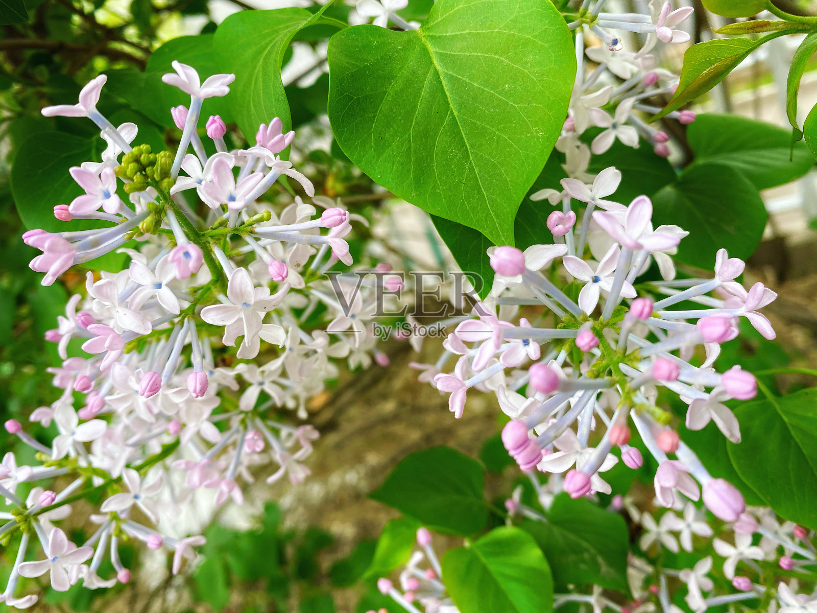 春季观赏植物丁香花，开紫色丁香花照片摄影图片