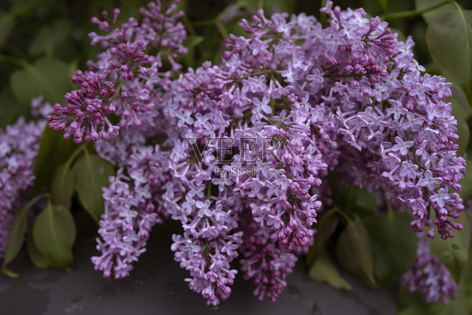 宏观图像春天紫色的花朵，抽象软花背景，丁香照片摄影图片